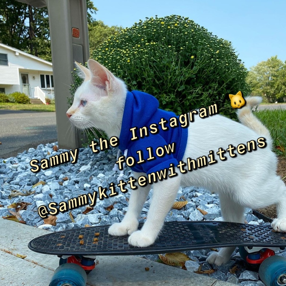 Cute pet hoodie 😽🐾 - Picture 1 of 1